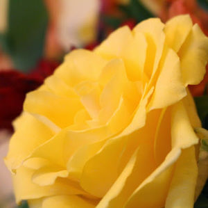 Meet your Posher, Heidi